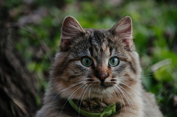 Naklejka na ściany i meble Beautiful cat's portrait close up in autumn garden