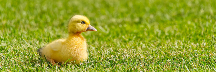 Small newborn ducklings walking on backyard on green grass. Yellow cute duckling running on meadow field in sunny day. Banner or panoramic shot with duck chick on grass.