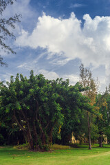 Fototapeta na wymiar Exotic Palms Beach Resort Grounds. Beautiful Palm tree in tropical garden.
