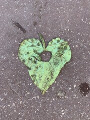 Heart Shaped leaf with a hole and trodden in dirt