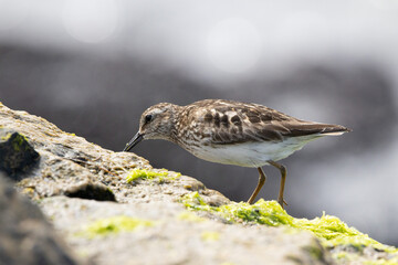 A Least Sandpiper