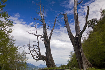 Taiwan Chiayi Xinzhongheng Husband and Wife Tree