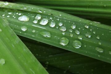 Green leaf horizontal with water droplets close up