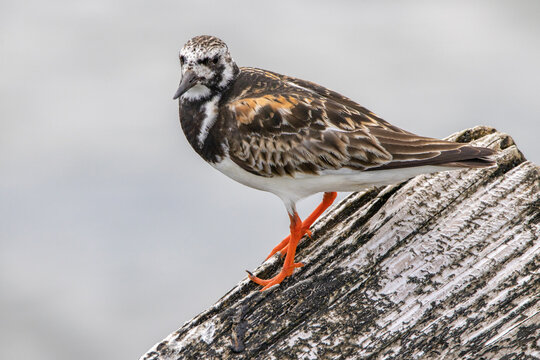 A Ruddy Turnstone