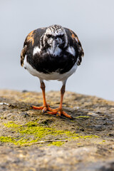 A Ruddy Turnstone