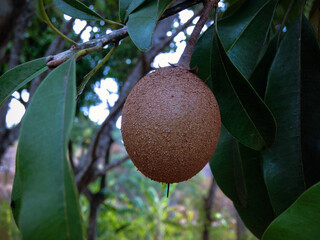 Close-Up Young Fruit Manilkara Zapota Hanging On The Tree Between The Leaves