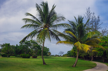 Exotic Palms Beach Resort Grounds. Beautiful Palm tree in tropical garden.