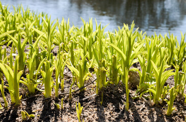 Obraz premium growing plants near water in spring