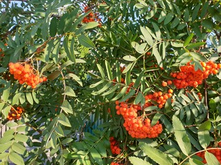 berries on a branch