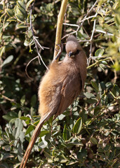 One speckled mousebird hanging from a branch in the sun