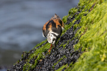 A Ruddy Turnstone