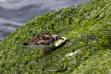 A Ruddy Turnstone