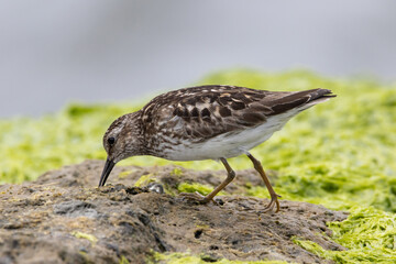 A least Sandpiper