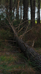 Grand pin tombé à terre, sur un chemin forestier