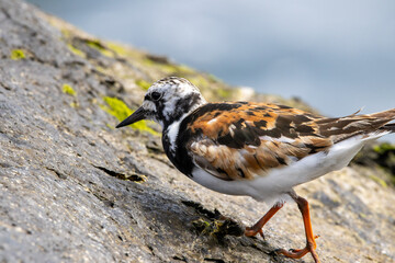 A Ruddy Turnstone