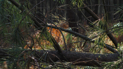 Gros tronc de pin tombé à terre.  Les teintes créées par le coucher du soleil en arrière-plan sont apaisantes