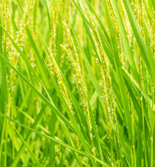 稲の花　稲　イネ　お米の花