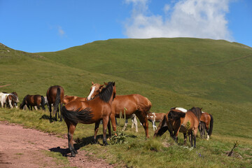 Fototapeta na wymiar Semi-wild horses on Stara Planina(Old mountain). Horses on mountain. Old mountain in Eastern Serbia.