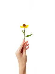 The woman's hand gracefully holds the yellow rudbeki flower or coneflower against a white background. Gift card. A place for text. The concept of beauty.