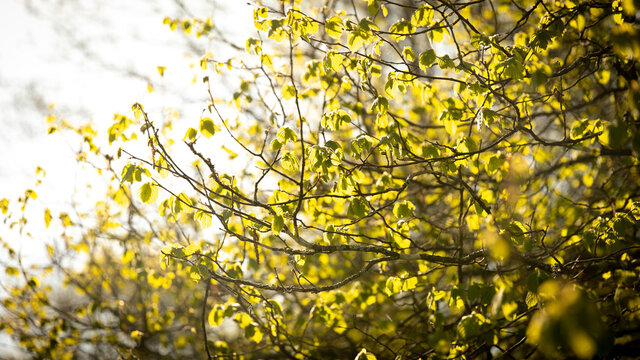 beech leaves in sunlight