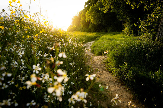 wildflower footpath sunset