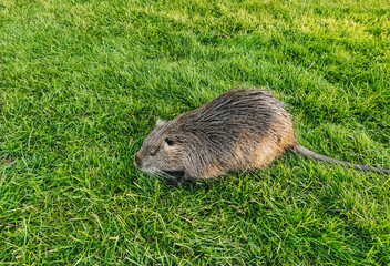 A beautiful gray nutria is walking in a meadow with green grass. Favorite and domestic animals in...