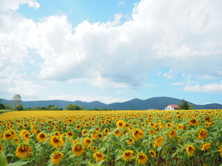 Obraz premium 北海道の絶景 赤井川村のひまわり畑