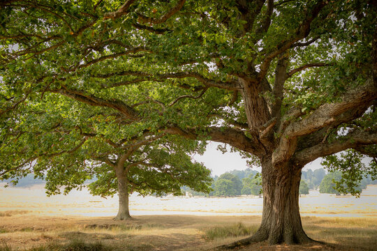 oak tree trunks in sun