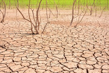 La sequía avanzando con grietas en el suelo, secando las plantas y la hierba