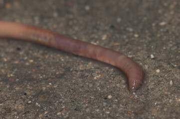 Earthworm. Huesca. Aragon. Spain.