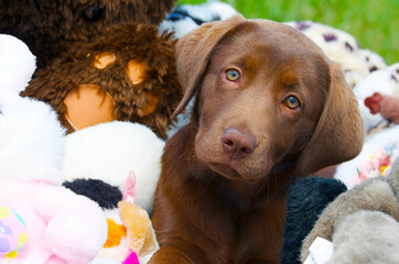 Chocolate lab puppy with stuffed animals.