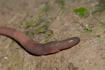 Earthworm. Huesca. Aragon. Spain.
