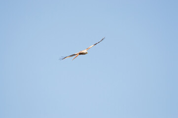 Red Kite over Harewood, Yorshire.