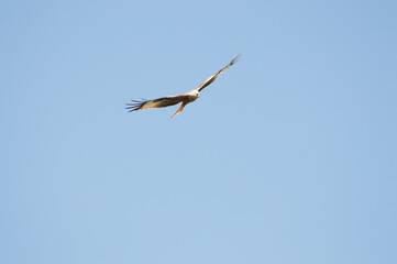 Red Kite over Harewood, Yorshire.