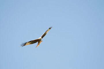 Red Kite over Harewood, Yorshire.