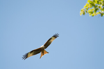 Red Kite over Harewood, Yorshire.