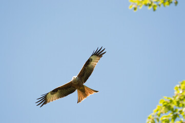Red Kite over Harewood, Yorshire.