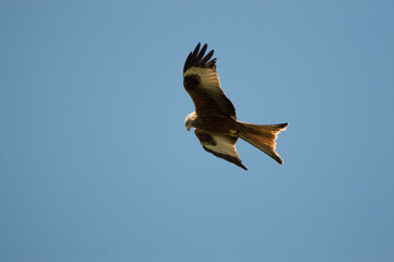 Red Kite over Harewood, Yorshire.