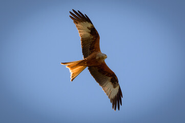 Red Kite over Harewood, Yorshire.