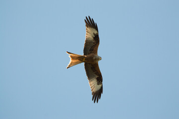 Red Kite over Harewood, Yorshire.