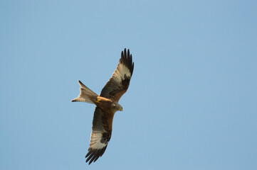 Red Kite over Harewood, Yorshire.