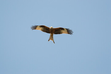 Red Kite over Harewood, Yorshire.