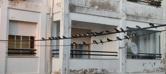Swallows on a wire looking to the same side minus one.