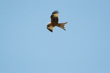 Red Kite over Harewood, Yorshire.