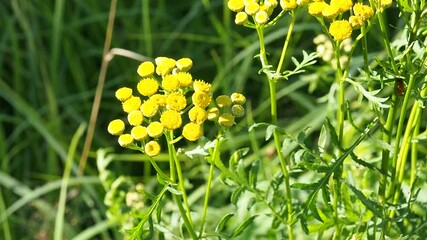 Tansy Tanacetum vulgare, Common Tansy, Bitter Buttons, Cow Bitter, Mugwort Golden Buttons growing on the field,