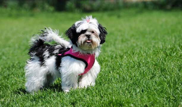 Shih Tzu puppy with her harness on outside in  Spring/