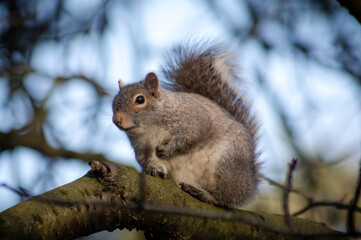 Naklejka na ściany i meble Close up of a squirrel in a tree, Harrogate, Yorkshire.