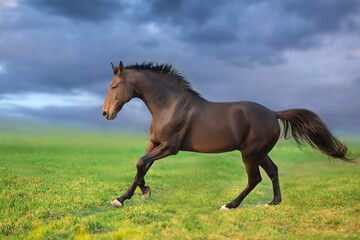 Bay horse free run gallop in meadow