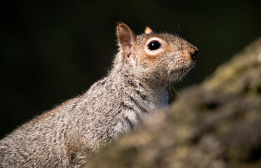 Close up of a squirrel in a tree, Harrogate, Yorkshire.