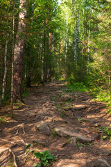 Trail in the mountain forest